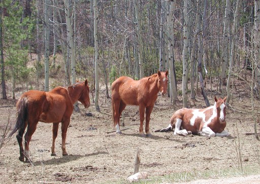 horses to lighten your load